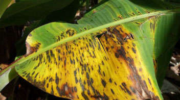 Prevention of Sigatoka leaf spot Disease in Banana