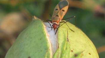 Know about the dusky cotton bugs: