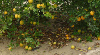 Prevention of Fruit dropping in Oranges