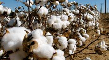 Stop irrigation in cotton