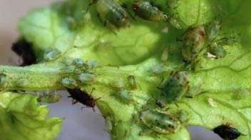 Coriander aphids: