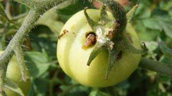 Management of fruit borer in organic tomato cultivation: