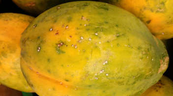 Scale insects in papaya