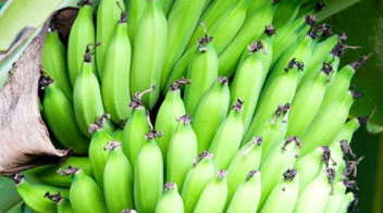 केला फल की उचित वृद्धि के लिए पोषक तत्व प्रबंधन!