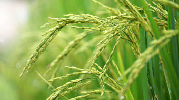 जुलाई माह में धान बुआई पूर्व किये जाने वाले सम समायायिक कार्य!