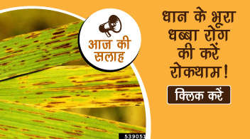 धान के भूरा धब्बा रोग की करें रोकथाम!
