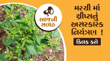 Effective control of thrips in chilli crop