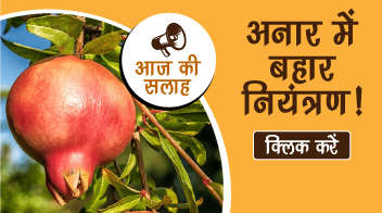 अनार में बहार नियंत्रण!