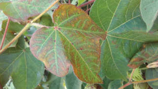 Management of leaves reddening in cotton.