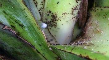 Management of Banana Aphids