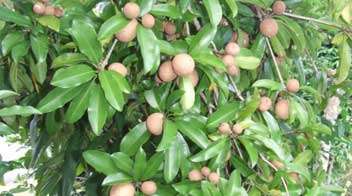 Be alert after 15th February for Sapota crop