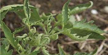 Replanting, management of pests/diseases in vegetable plants