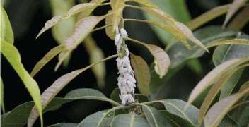 Do follow this to prevent the mealy bugs in mango