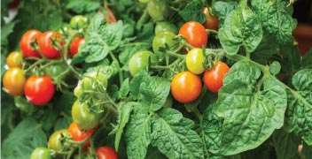 Drenching of insecticide after transplanting of tomato