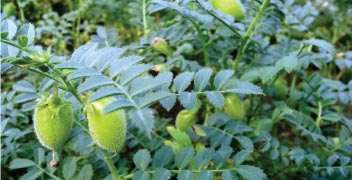 Management for the growth of gram pods