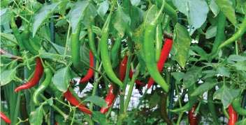 Hot Pepper Crop Management