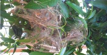 Control of mango leaf webber