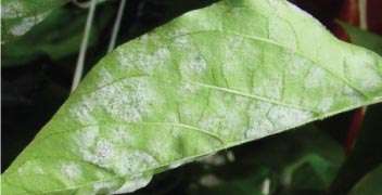 Powdery mildew disease management in chilli crop.