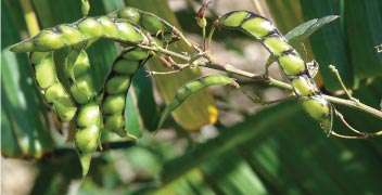 Pest control management in pigeon pea crops