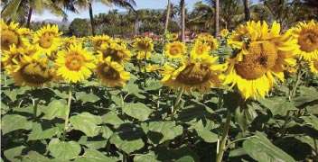 Management of water for sunflower