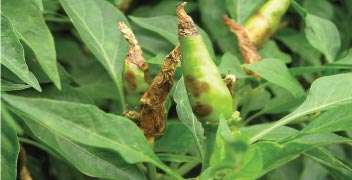 Anthracnose or fruit rot of Chilli