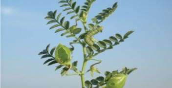 Which insecticide will you spray for Pod borer in chickpea crop?
