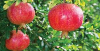 To increase the size of pomegranate fruit