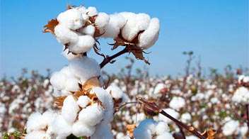 Which is the best variety of cotton seed for this season?
