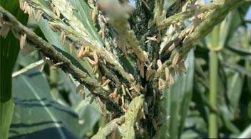 Control of aphids in summer maize crop