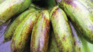Measures to control banana thrips