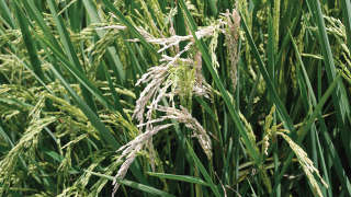 Control of stem borers in summer paddy
