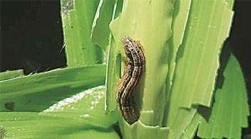Fall armyworm in summer maize