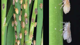 Control of brown plant hoppers in summer paddy