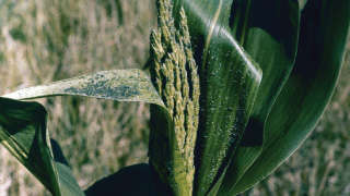 Effective Insecticide for Aphids in Summer Maize
