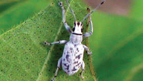 Learn about the damage caused by Ash weevil on germinated Cotton