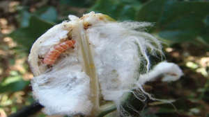 Management for control of bollworm attack in cotton crop