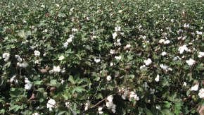 Control rotting or wilting in Cotton due to change in weather