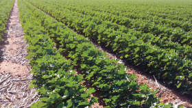  Grow a healthy Cotton crop with proper nutrition tips.