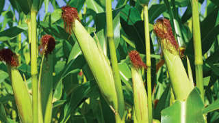 Application of micronutrients in maize