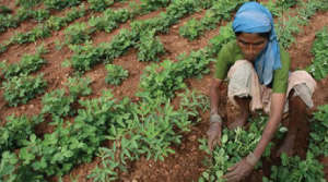  मूंगफली में खरपतवार प्रबंधन