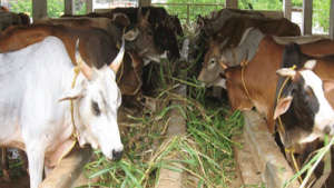 पशु शाला प्रबंधन