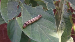 Control of leaf eating caterpillar in soybean