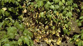 Preventive control of wilting disease in cotton crop