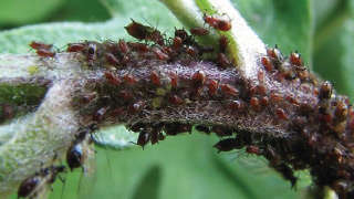 Sucking pest management on chrysanthemum.
