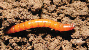 Know more about Wireworm Infesting Sorghum-Bajra