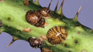 Scale Insects Severely Infests Rose Plants