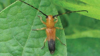 Control of Soybean Ring Cutter/Girdle Beetle/Stem Borer