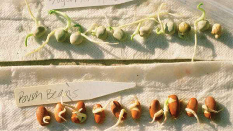 Test the Seeds’ Germination with a Piece of Paper