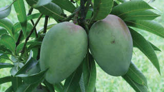 Cultivation Practices for Ultra High Density Plantation in Mango