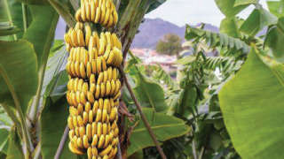 ગ્રેડ (જી) -9 કેળાની પ્રસિદ્ધિ જાત અને મૂલ્યસંર્વધન